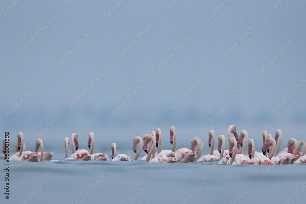 Naklejka premium A flock of Greater Flamingos wading at Eker creek in the morning, Bahrain