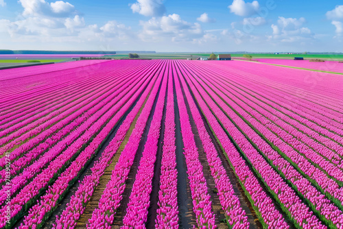 Aerial drone view of colorful pink tulip fields leading to the horizon, spring in Holland. © Hunman