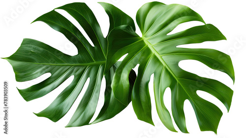 Vibrant Green Mostera Plant Leaves isolated Background