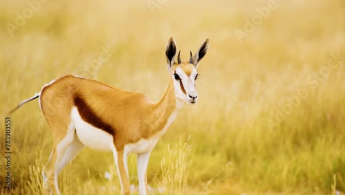 Portrait view of a young springbok antelope walking in the Savanah of Mabuasehube, Botswana, South Africa  photo