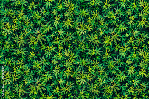 Lush cannabis leaves in natural green hues