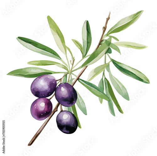 Watercolor drawing clipart of black olive on branch with leaves, isolated on a white background, Illustration painting, Olive vector, drawing, design art, clipart image, Graphic logo