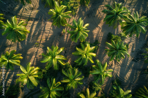 Top view aerial shot of the palm grove and shadows from palm-trees.