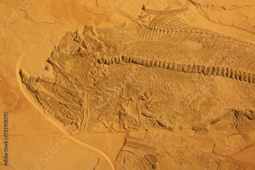 Fototapeta Naklejka Na Ścianę i Meble -  fossil of a fish