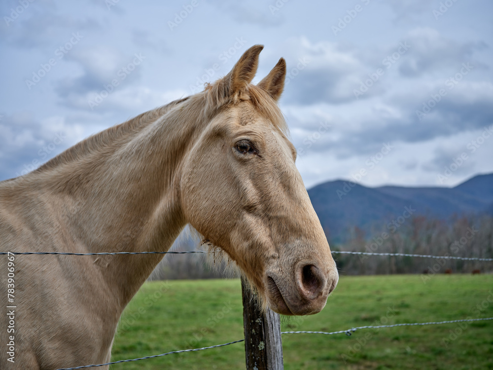Naklejka premium Beautiful cream colored horse on a large farm in Cades Cove Tennessee at the foot of the Smoky Mountains