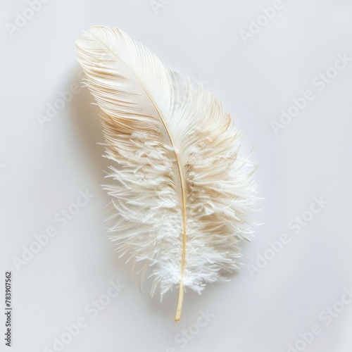 Fluffy Ostrich Feather - Closeup of Decorative Bird Feather for Envelopes and Decoration Design on White Background