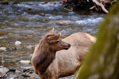 Elk or Wapita coming out of the waters of the Oconaluftere River in the Smoky Mountains of north Carolina photo