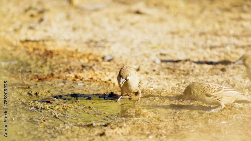 A group of Sociable weavers drinking water form a mud at Mabuasehube, Botswana, South Africa A group of Sociable weavers drinking water form a mud at Mabuasehube, Botswana, South Africa
