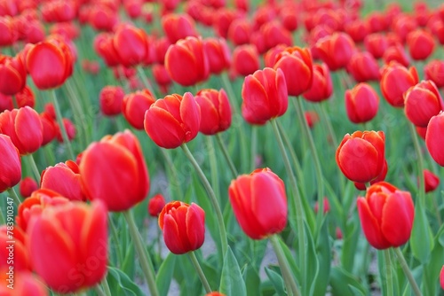 튤립, flower, 튤립, 봄, 네이처, 분홍, red, 들판, 뜰, flower, 개화, 블로섬, 미, 꽃, 식물, 식물, 변색, 개화, 다채로운, 보라색, 똑똑하다, beautiful, 여름, 계절