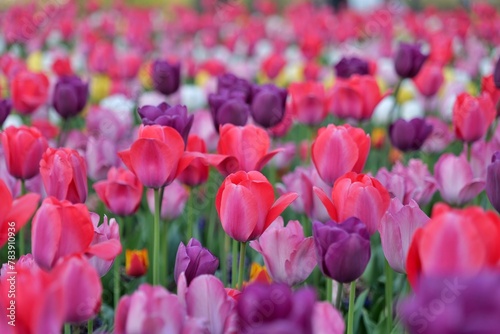 튤립, flower, 봄, 뜰, 튤립, 네이처, 분홍, flower, 개화, 블로섬, 들판, 보라색, red, 식물, 미, 식물, 변색, 개화, 꽃, 여름, 계절, 공원, beautiful, 다채로운