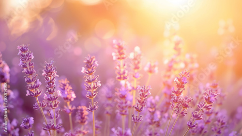 Wide field of lavender in summer sunset, panorama blur background. Autumn or summer lavender background. Shallow depth of field.