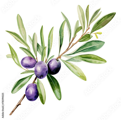 Watercolor Illustration vector of black olive  isolated on a white background  design art  clipart image  Graphic logo  drawing clipart  Olive vector  Illustration painting.
