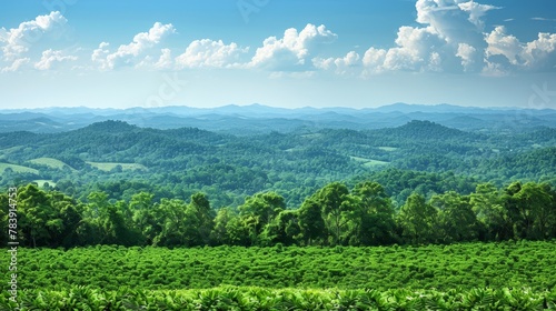   A lush, green forest teems with numerous trees beneath a clear blue sky Distantly, puffy white clouds populate the heavens