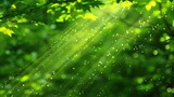   The sun illuminates the tree's leaves, studded with water droplets In the foreground, a branch displays a twig