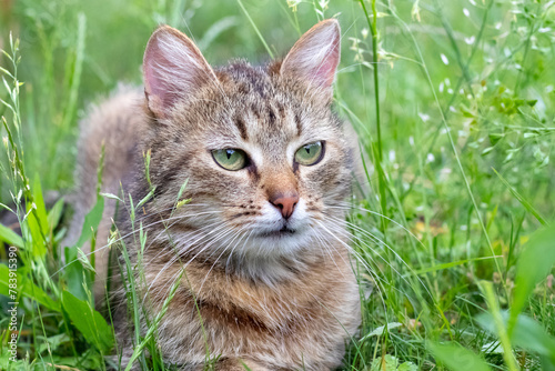 Brown cat with a attentive gaze in the garden against a blurred background, a cat portrait