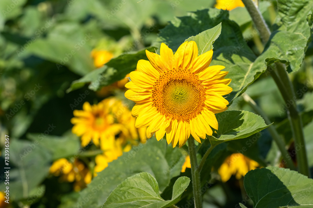 Large yellow sunflower flowers in the field on a sunny day Large yellow sunflower flowers in the field on a sunny day