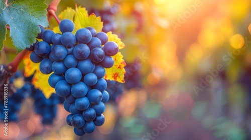  A tight shot of clusters of grapes dangling from a vine Sunlight filters through the foliage behind