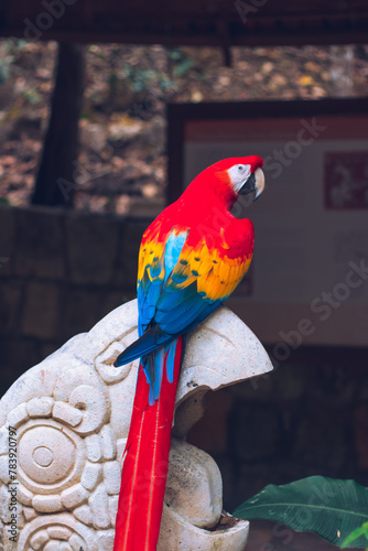 Guacamayas rojas, Parque de Aves, Honduras photo