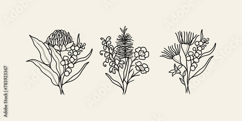 Line art Australian native flower arrangements