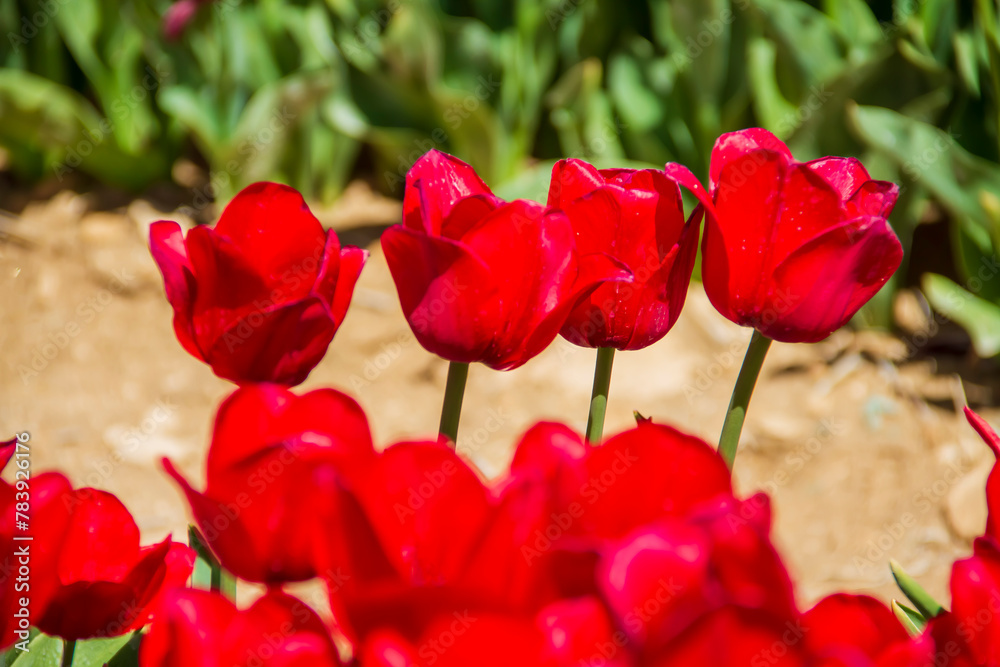tulip, tulips garden tulip, tulips garden