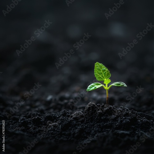 Small green plant sprouting from the ground