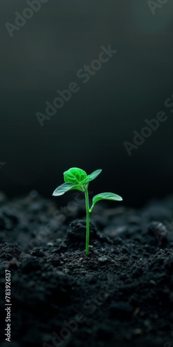Small green plant sprouting from ground