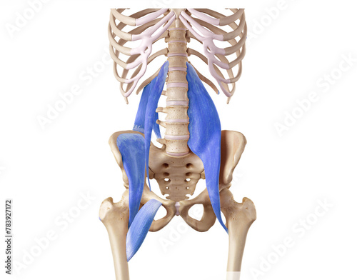 Hip and lower back of the deep front line - pectineus, psoas minor, psoas major, quadratus lumborum, iliacus