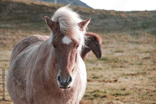 horse eating grass