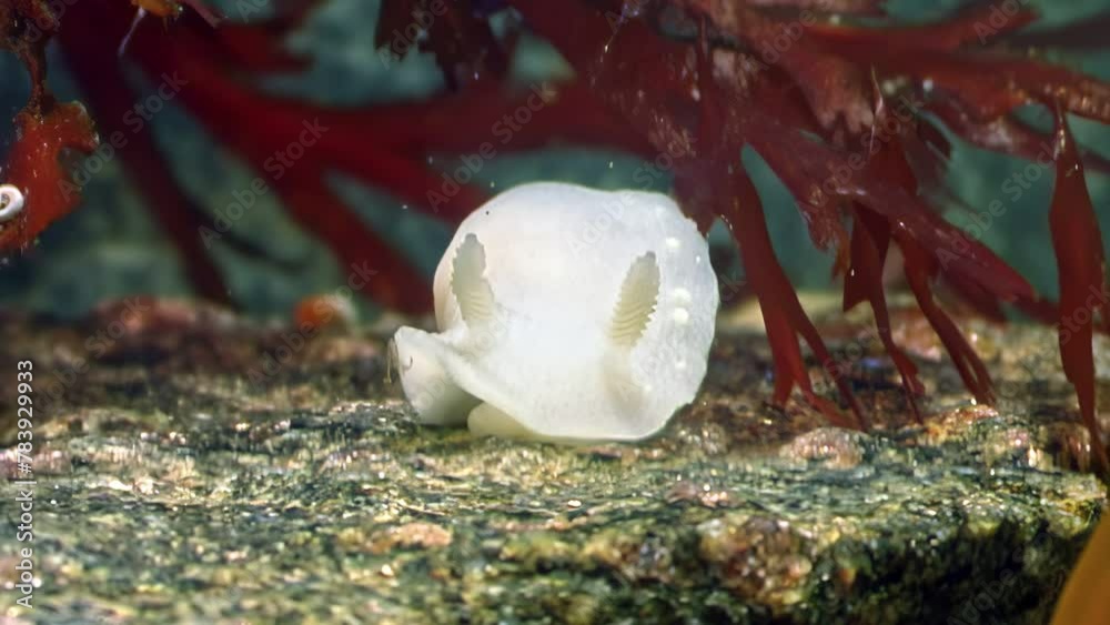 Underwater white nudibranch sea slug in clear clean water of White Sea. Unhurried motion of underwater nudibranch sea slug has tranquilizing quality. Underwater white nudibranch sea slug in clear clean water of White Sea. Unhurried motion of underwater nudibranch sea slug has tranquilizing quality.
