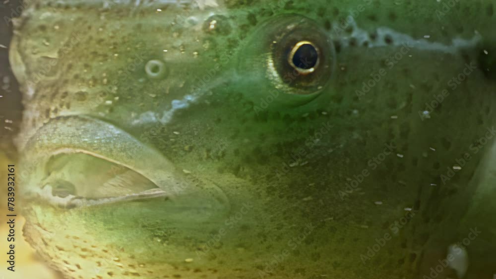 Close-up fish Lumpfish Cyclopterus lumpus in underwater White Sea ...