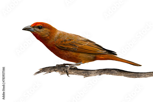 Hepatic Tanager (Piranga flava) High Resolution Photo, Perched, Over a Transparent PNG Background photo