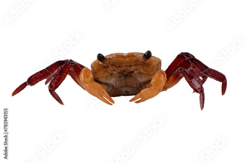 Close up of a apple crab photo