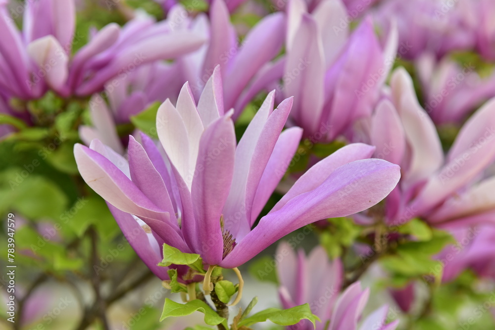 Magnolie, kwiaty, drzewa, krzewy, kwitnące, wiosna, zieleń, ogród, piękno, park, Warszawa, Łazienki Królewskie Magnolie, kwiaty, drzewa, krzewy, kwitnące, wiosna, zieleń, ogród, piękno, park, Warszawa, Łazienki Królewskie