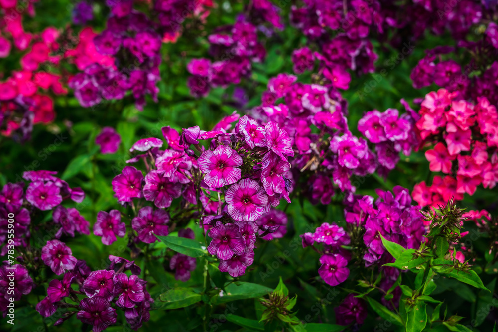 Blooming phlox Blooming phlox