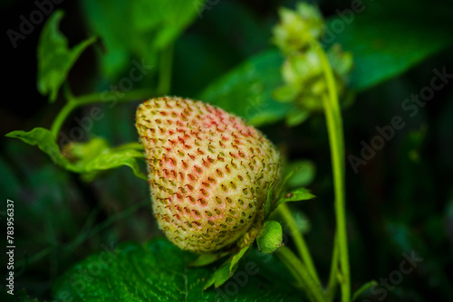 Unripe strawberry in the garden. Selective focus. Shallow depth of field. 