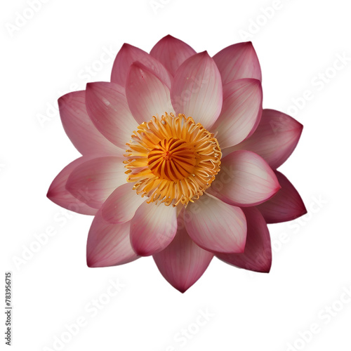 pink lotus isolated on white