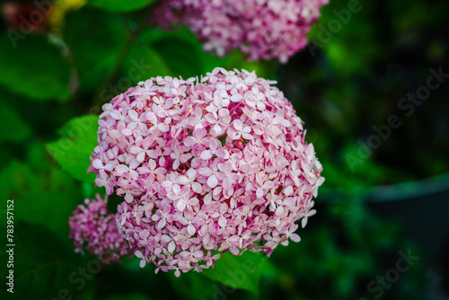 Blooming pink hydrangea "Pink Annabelle"in the garden. Shallow depth of field.