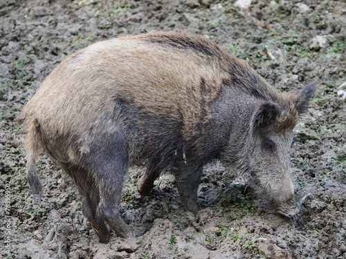 Lone wild boar partly with winter coat wallowing in the mud, Zoo Photos