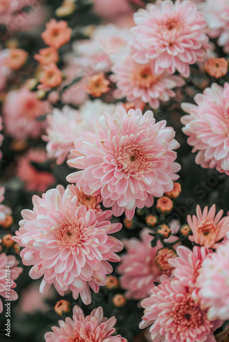 pink and white chrysanthemum. close up of pink Flower