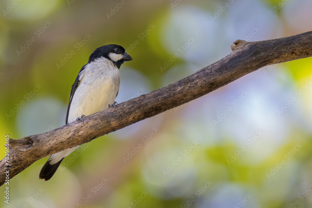 Fototapeta premium Brazilian Savannah Bird The birds of Brazil are very beautiful and have many colors.