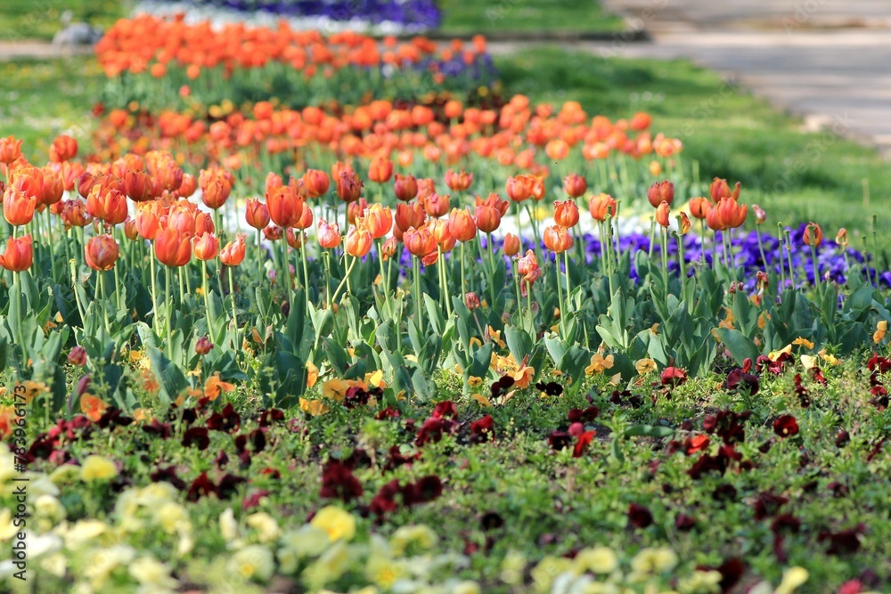 Orange tulips in the park of the city of Varna
