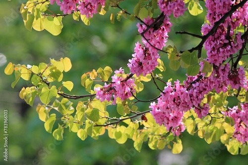 Pink flowers on the branches of Cercis siliquastrum in the park in spring
 photo