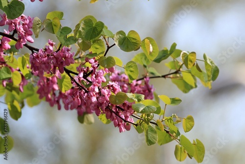 Pink flowers on the branches of Cercis siliquastrum in the park in spring
 photo