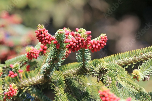 Fir branches with young cones in spring 