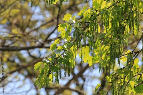 Inflorescences and young leaves of poplar on branches in spring