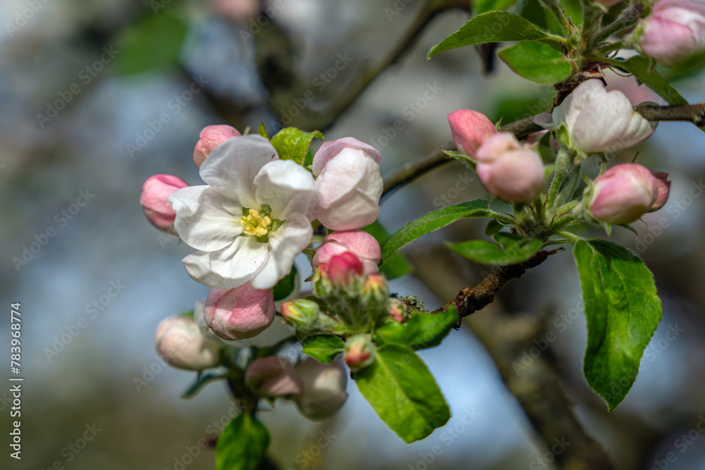 Obraz premium Apfelblüte (Macro)