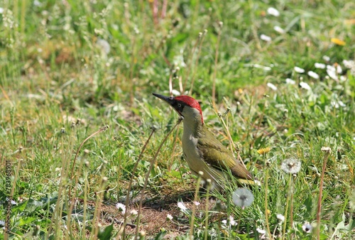 Picus viridis bird on a tree trunk in the park photo