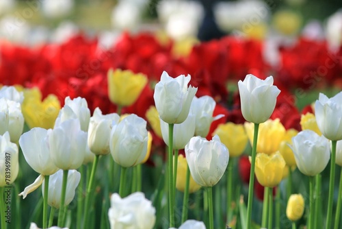 Colorful tulips and pansies on a flower bed in the park on a blurred background
