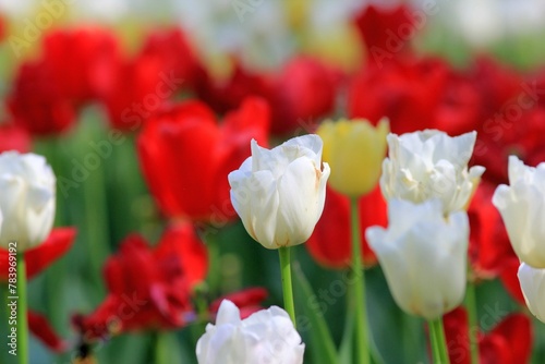Colorful tulips and pansies on a flower bed in the park on a blurred background