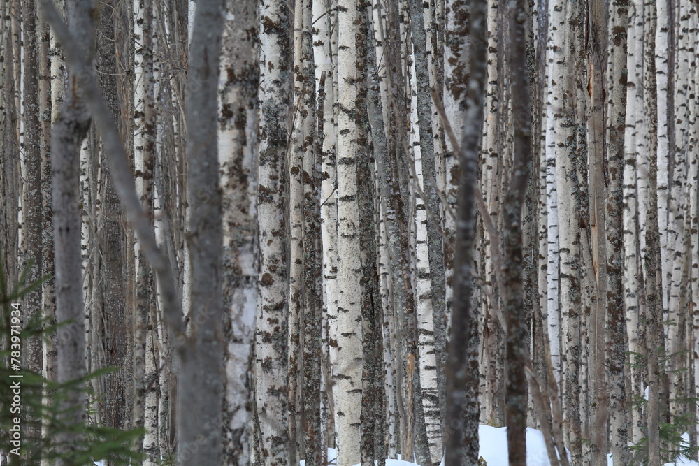 birch forests in early March